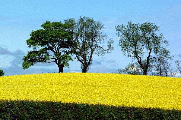 Oil Seed Rape