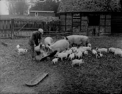 Pigsty